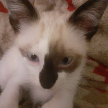 Clube-das-petsitting - Vila Nova de Gaia - Hundeausführung