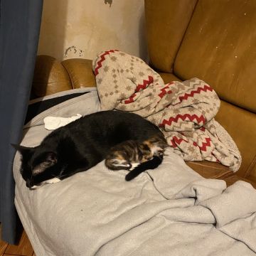 Clube-das-petsitting - Vila Nova de Gaia - Hundeausführung