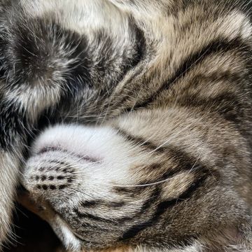 Clube-das-petsitting - Vila Nova de Gaia - Hundesitter