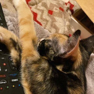 Clube-das-petsitting - Vila Nova de Gaia - Katzensitter