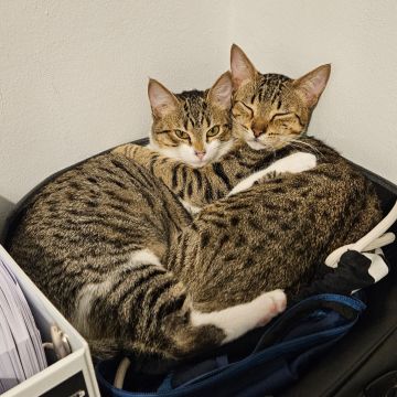 TupiCats - Pet Sitting Lisboa - Lisboa - Hundesitter