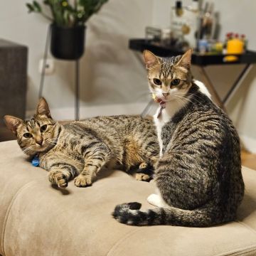TupiCats - Pet Sitting Lisboa - Lisboa - Katzensitter