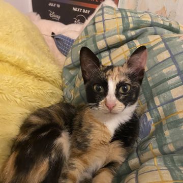Clube-das-petsitting - Vila Nova de Gaia - Hundeausführung