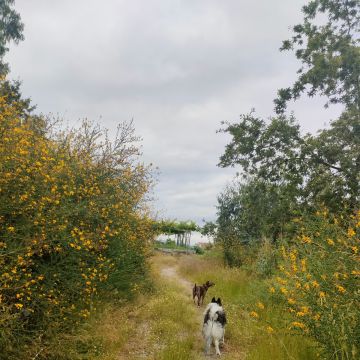 Inês Silva - Guimarães - Dog Walking