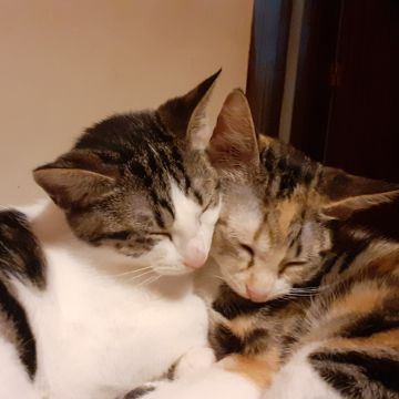 Clube-das-petsitting - Vila Nova de Gaia - Pet Sitting
