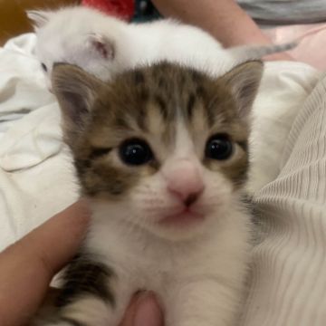 Clube-das-petsitting - Vila Nova de Gaia - Haustierbetreuung