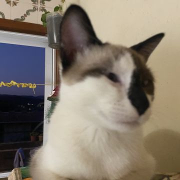Clube-das-petsitting - Vila Nova de Gaia - Pet Sitting