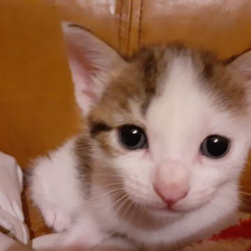 Clube-das-petsitting - Vila Nova de Gaia - Haustierbetreuung