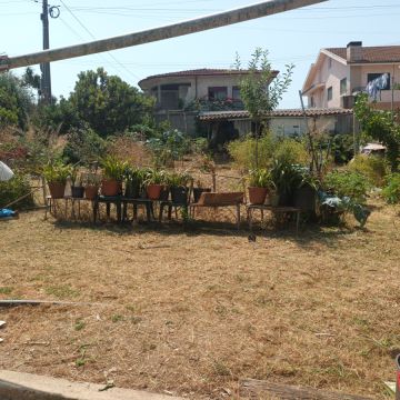 Vitor Baltarejo - Matosinhos - Élagage et entretien des arbres