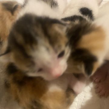 Clube-das-petsitting - Vila Nova de Gaia - Hundeausführung