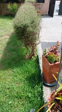 Miguel.M - Maia - Tree Trimming and Maintenance