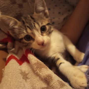 Clube-das-petsitting - Vila Nova de Gaia - Haustiere - Pflege
