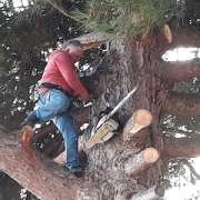 José Alves - Abate de Árvores e Limpeza de Terrenos - Torres Vedras - Remoção de Arbustos