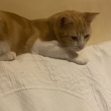 Clube-das-petsitting - Vila Nova de Gaia - Pet Sitting