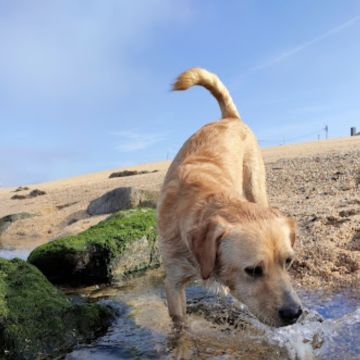 Creche canina Doggy Dog - Espinho - Cuidados para Animais de Estimação