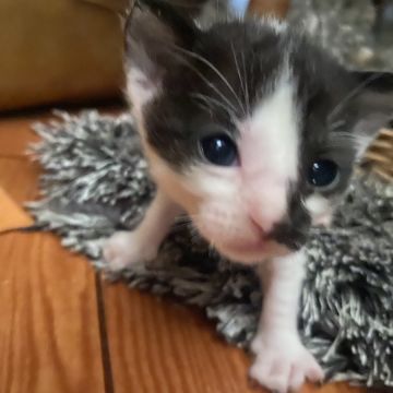 Clube-das-petsitting - Vila Nova de Gaia - Hundesitter