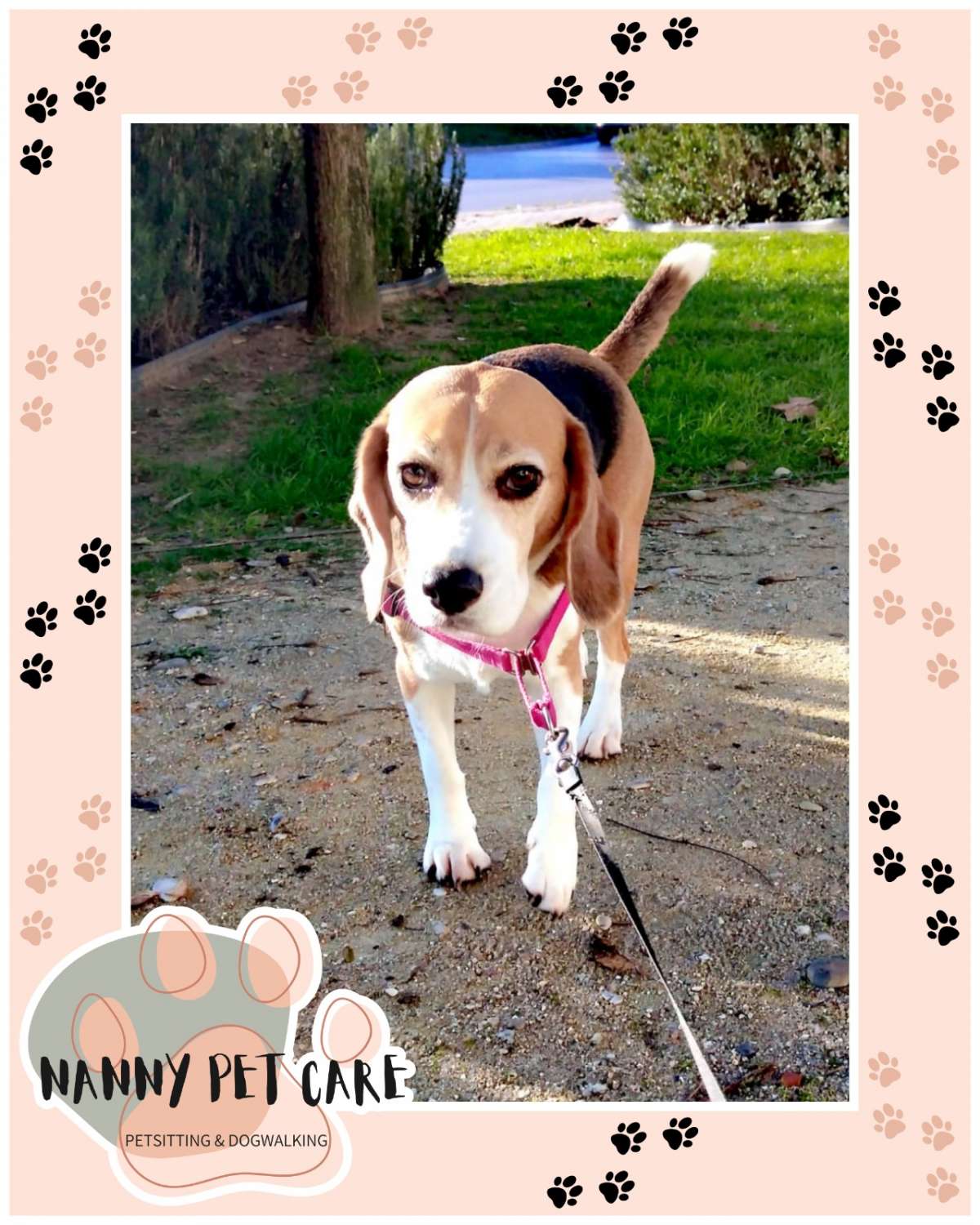 Nanny Pet Care - Setúbal - Pet Sitting e Pet Walking