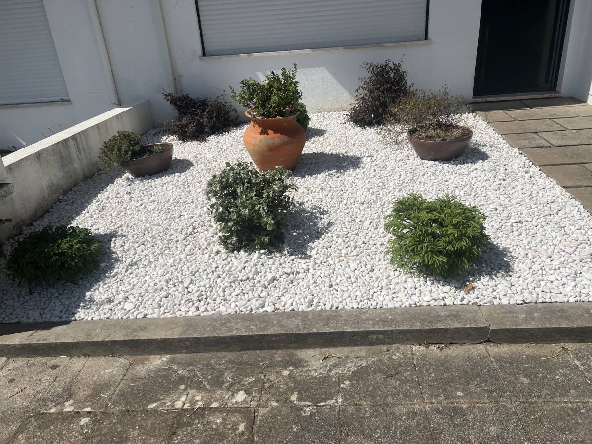 Norte Verde serviços - Caminha - Trituración y eliminación de tocones