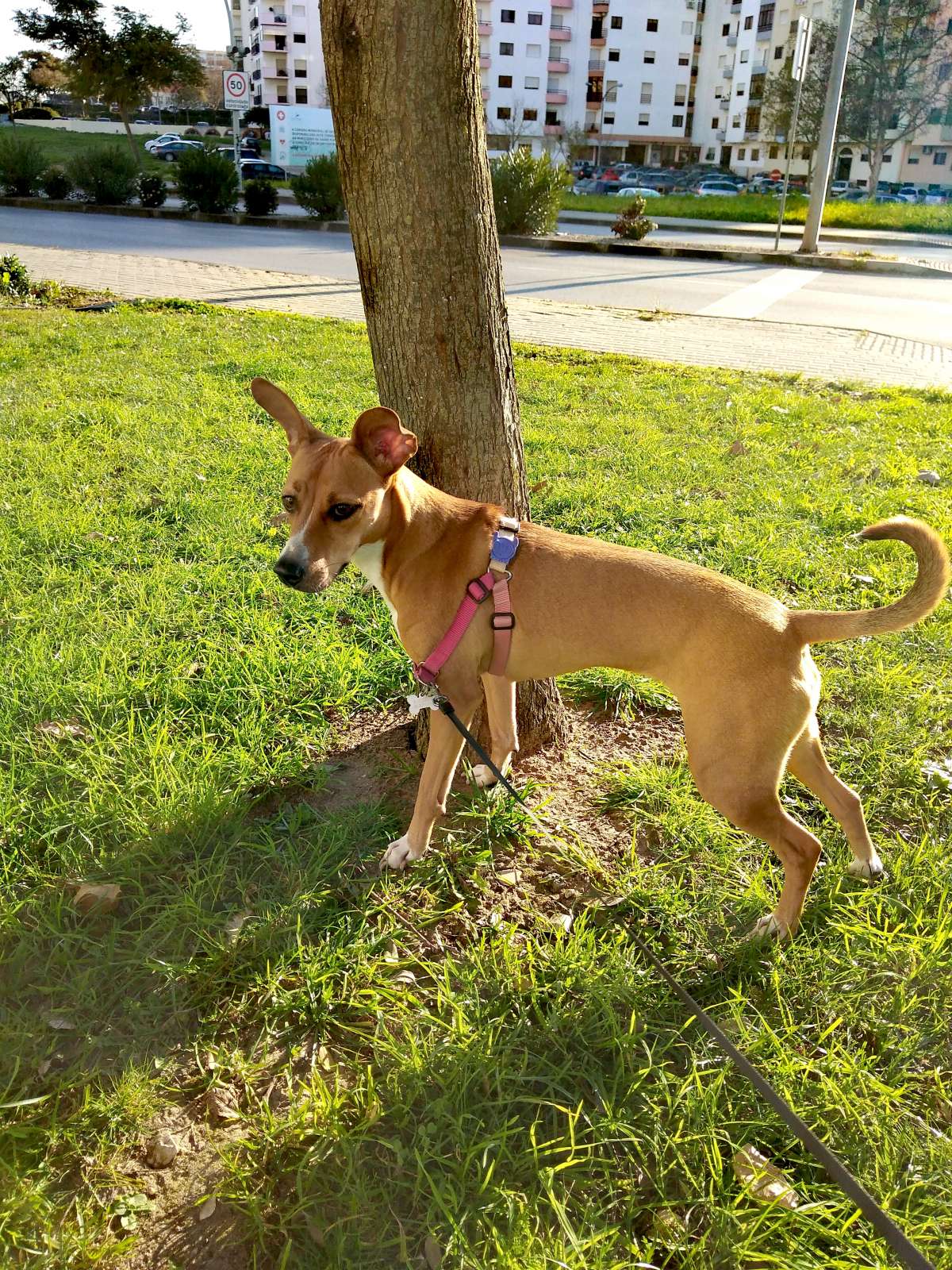 Nanny Pet Care - Setúbal - Hundeausführung