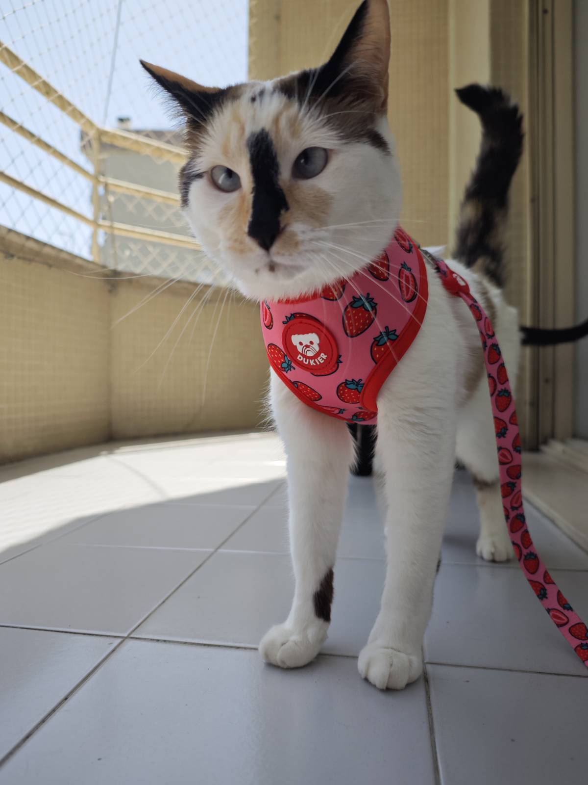 Pet Sitting - Braga - Baths and Grooming for Animals