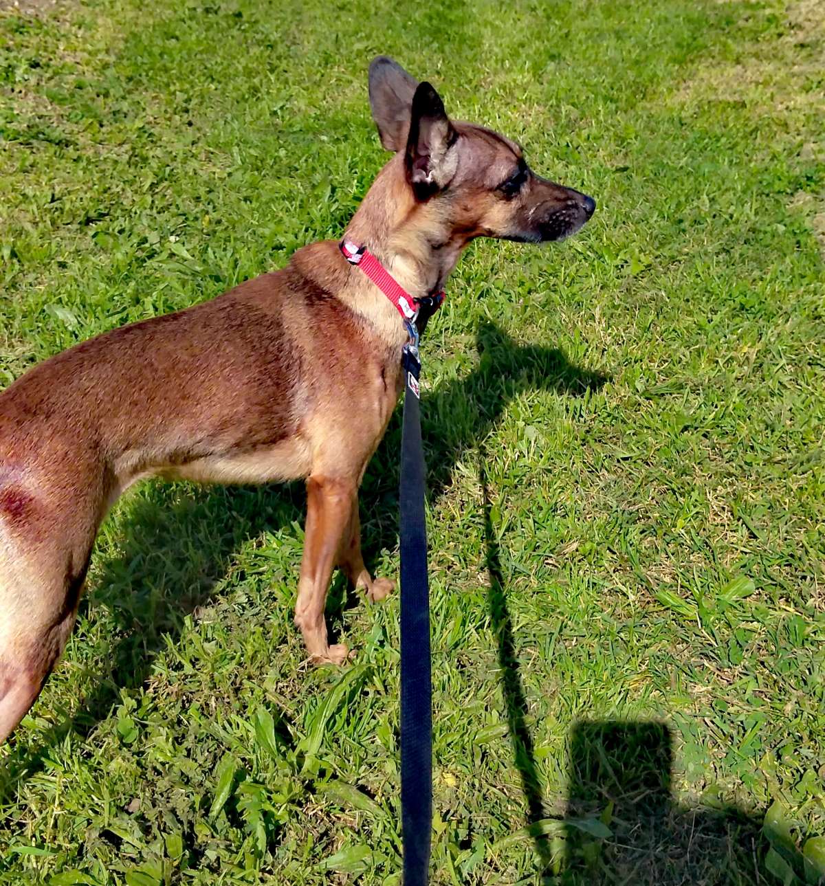 Nanny Pet Care - Setúbal - Katzensitter