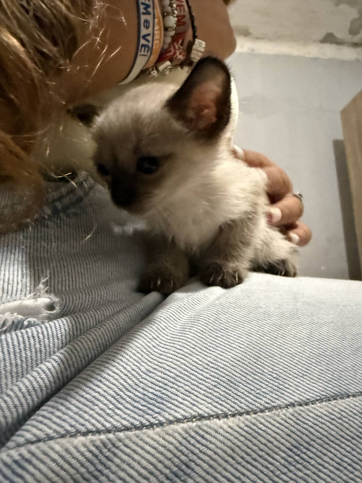 Tatiana - Seixal - Cuidados y paseos de mascotas