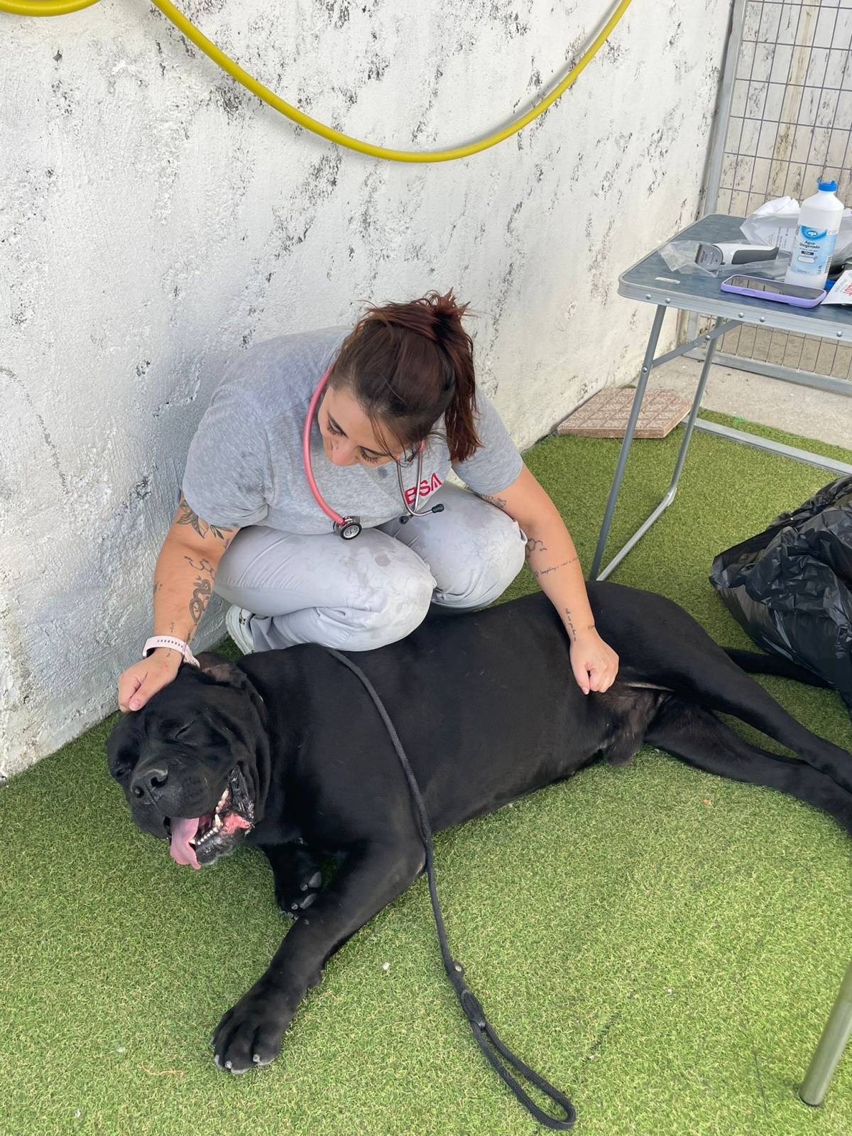 Petnurse_Care - Porto - Cuidar tus perros