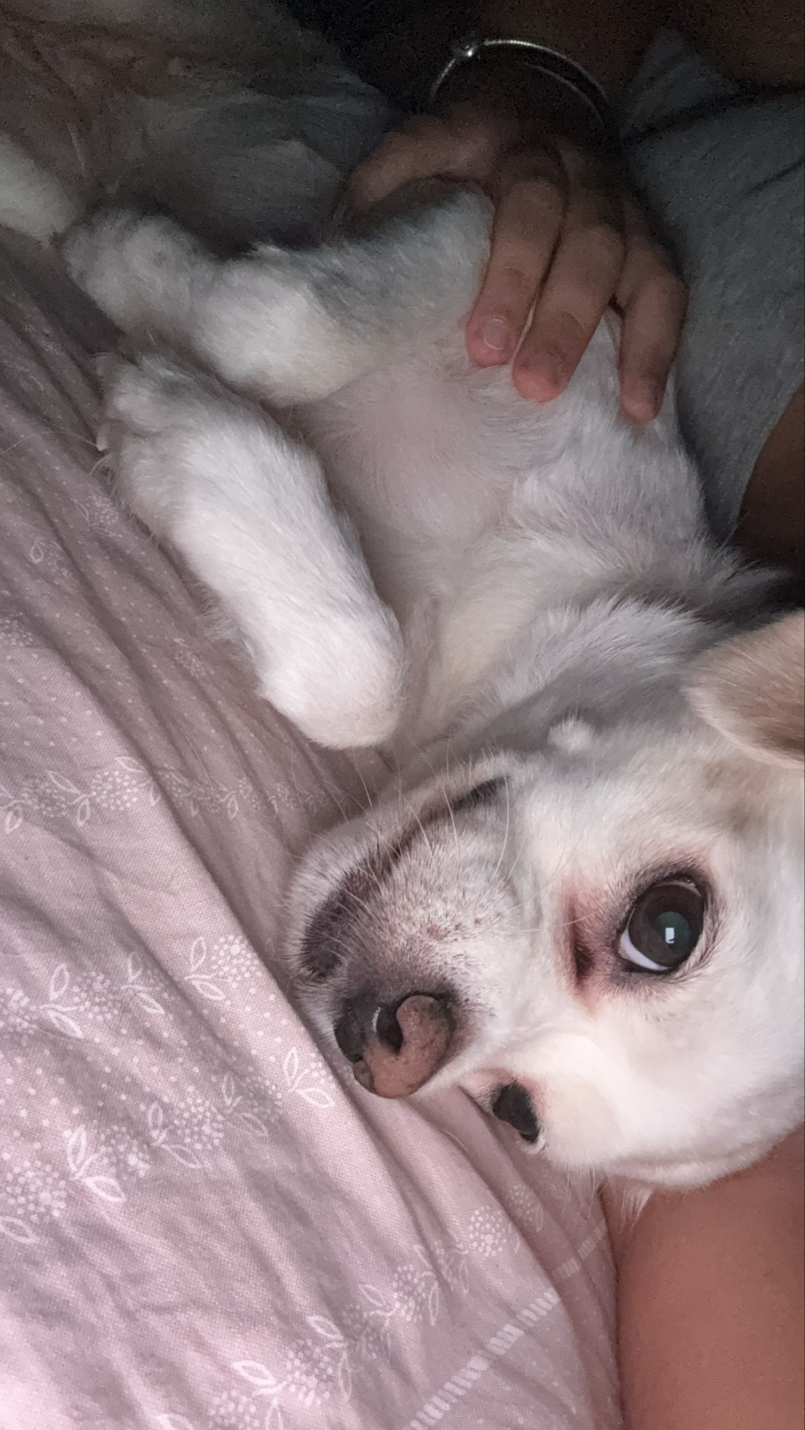 Tatiana - Seixal - Cuidado de mascotas