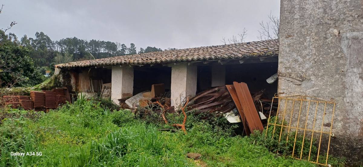 Elvis oliveira - Silves - Tree Trimming and Maintenance