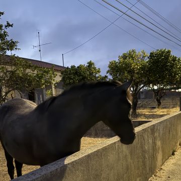 Tatiana - Seixal - Cuidar tus mascotas