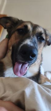 Hotel e Creche para Animais - Animais