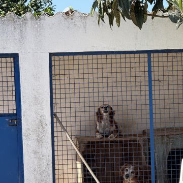 Tatiana - Seixal - Cuidar tus perros