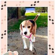 Nanny Pet Care - Setúbal - Pet Sitting