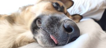 Hotel e Creche para Animais