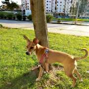 Nanny Pet Care - Setúbal - Hundeausführung