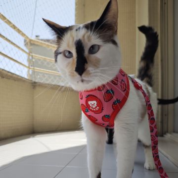 Pet Sitting - Braga - Baths and Grooming for Animals