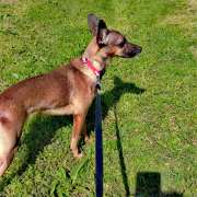 Nanny Pet Care - Setúbal - Katzensitter