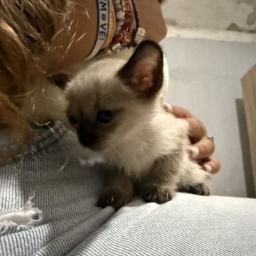 Tatiana - Seixal - Cuidados y paseos de mascotas