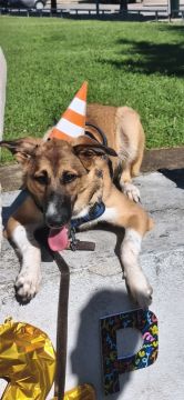Hotel para Cães - Animais