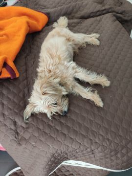 Pension pour chiens