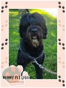 Nanny Pet Care - Setúbal - Haustierbetreuung