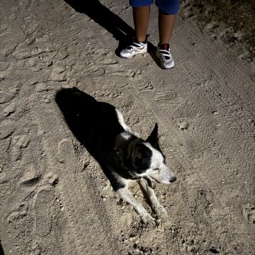Tatiana - Seixal - Cuidar tus gatos