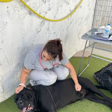 Petnurse_Care - Porto - Cuidar tus perros