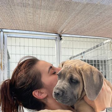 Petnurse_Care - Porto - Paseador de perros