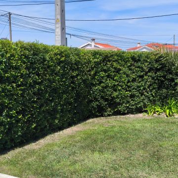 Vitor menezes Antônio - Sesimbra - Plantação de Árvores