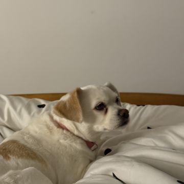 Tatiana - Seixal - Cuidado de mascotas