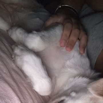 Tatiana - Seixal - Cuidado de mascotas