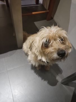 Hospedaje de perros