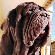 Nanny Pet Care - Setúbal - Hundesitter