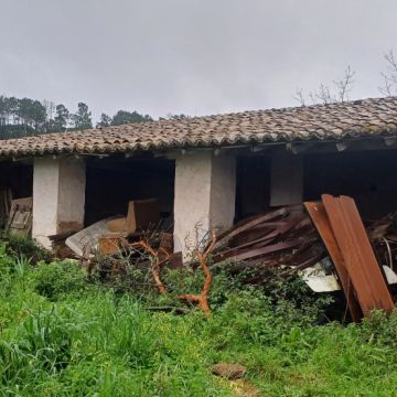 Elvis oliveira - Silves - Tree Trimming and Maintenance